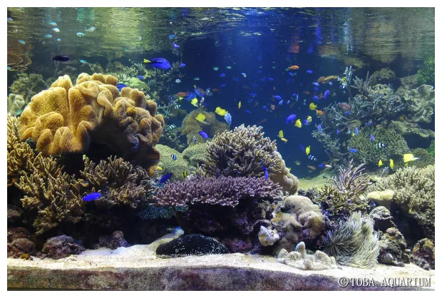 サンゴ水槽のメンテナンス 鳥羽水族館 飼育日記 printable coloring page