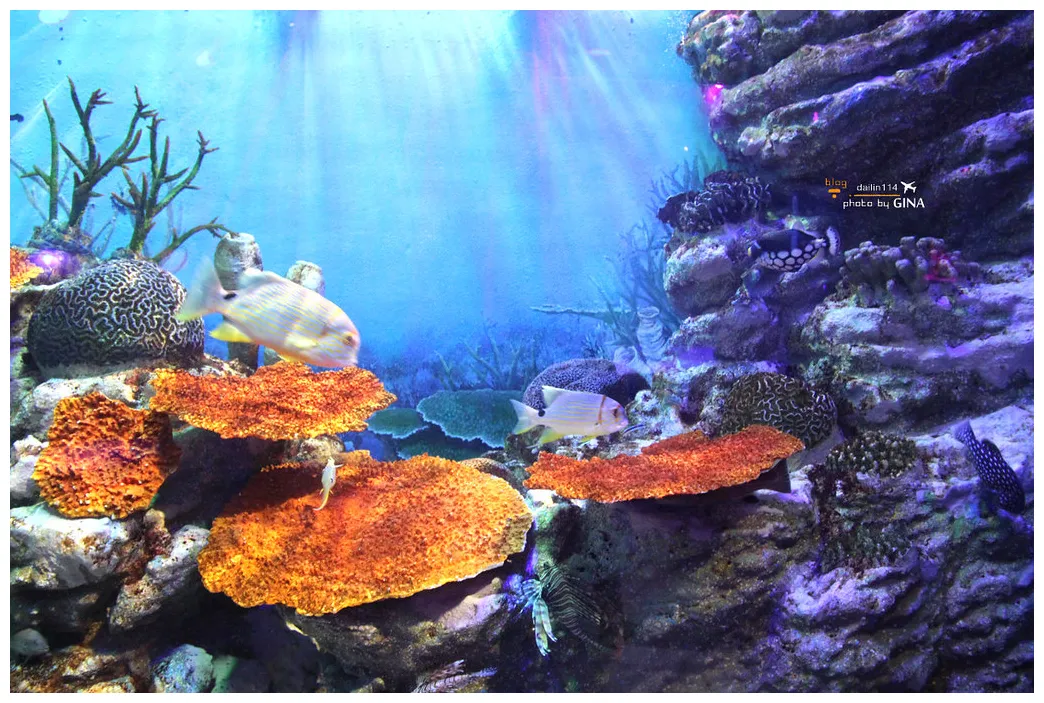 【釜山水族館門票2025】海雲台水族館sea life 線上門票優惠 釜山親子景點