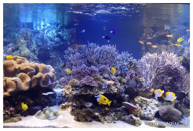 サンゴ水槽のメンテナンス 鳥羽水族館 飼育日記