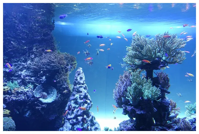 サンシャイン水族館は「ビジュアル系」。見て楽しめる展示が魅力【水族館レビュー】 タビリス