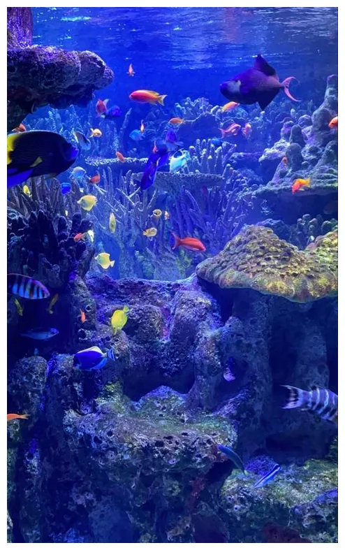 Tank , ocean , scenery , trendy