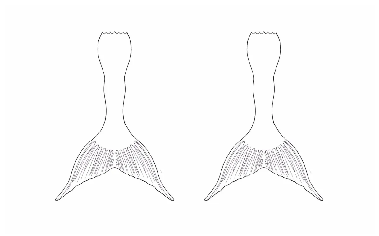 Mermaid Tail Coloring Page