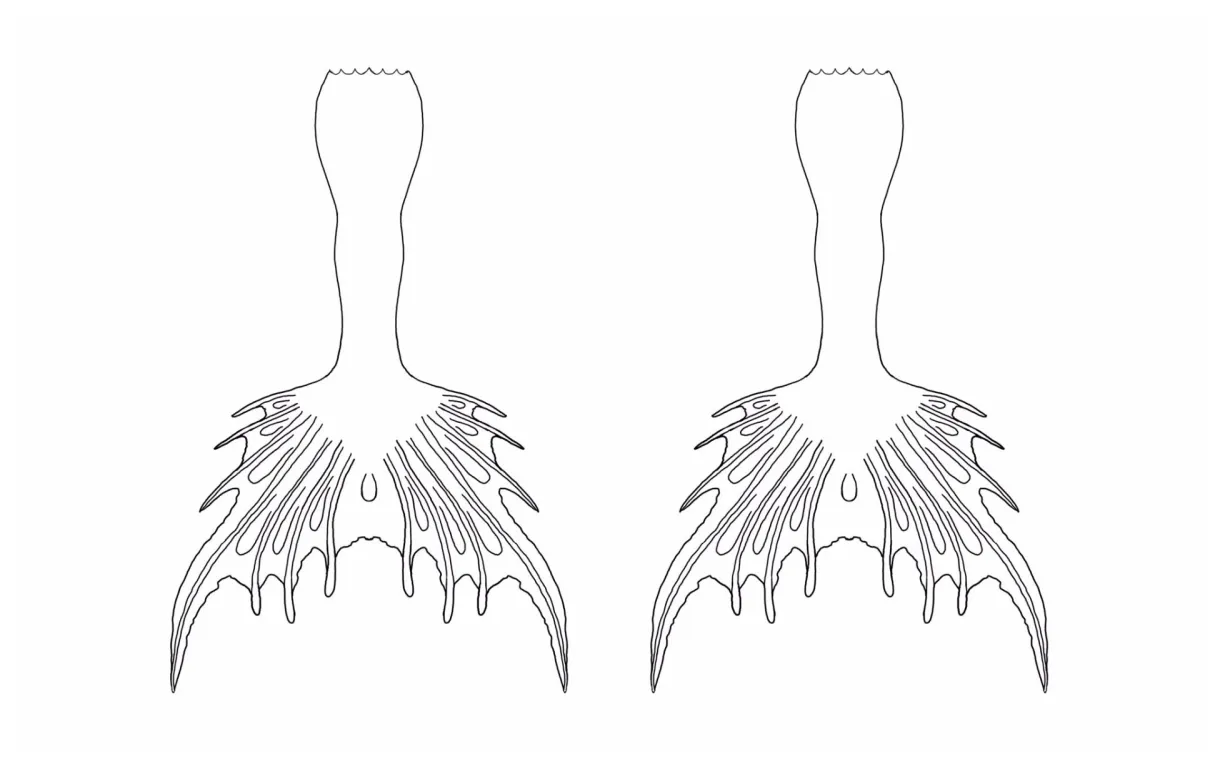 Mermaid Tail Coloring Page