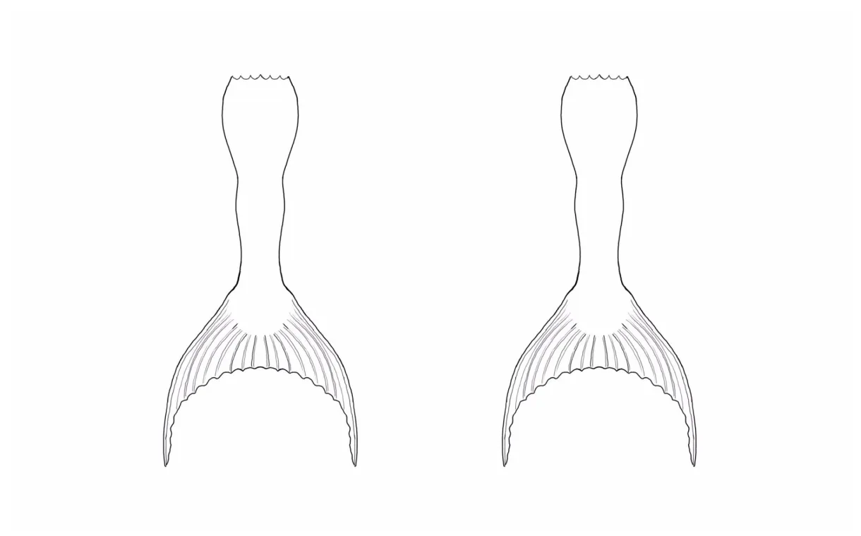 Mermaid Tail Coloring Page