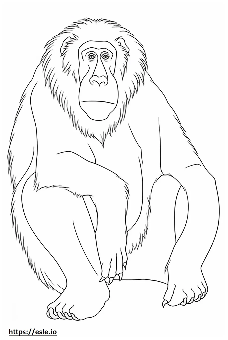 Baboon cute coloring page