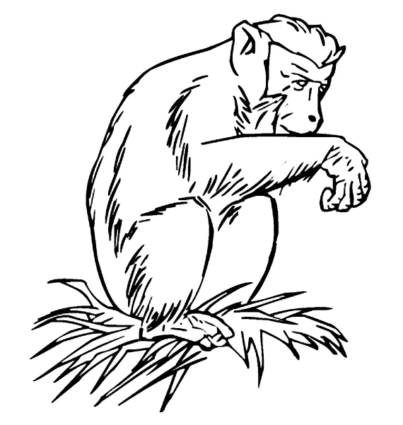 Animals town animal color sheets baboon picture