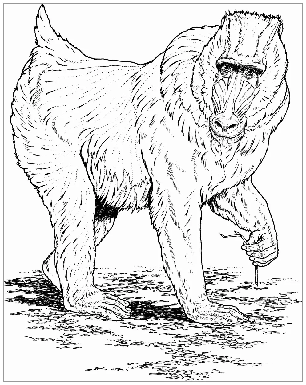 Baboon coloring pages coloringbay