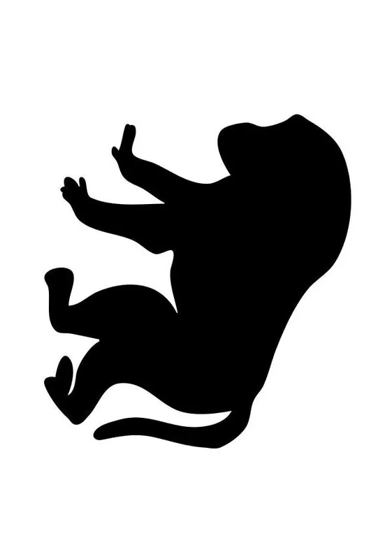 Coloring page baboon free printables img 10219