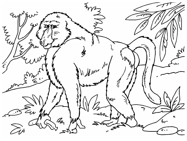Baboon coloring page coloring pages 4 u