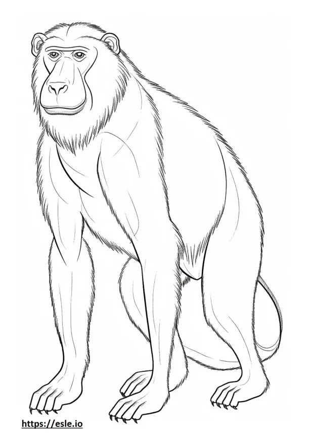 Baboon coloring pages free printable