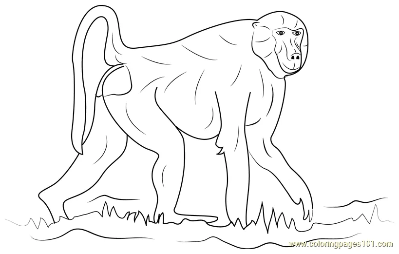 Walking baboon coloring page for kids free baboon printable coloring