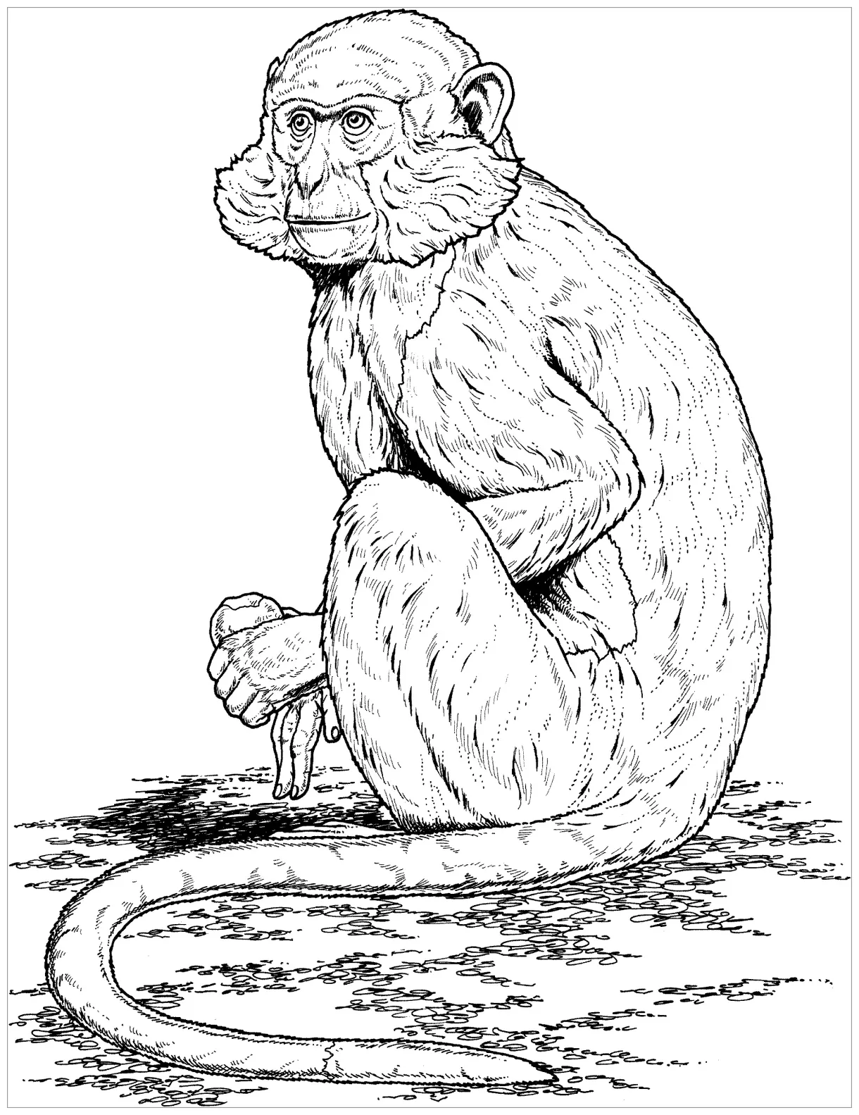 Baboon coloring pages coloringbay