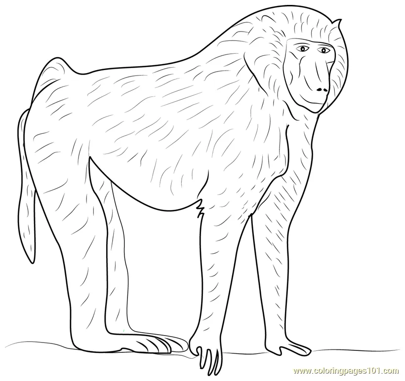 Olive baboon coloring page for kids free baboon printable coloring