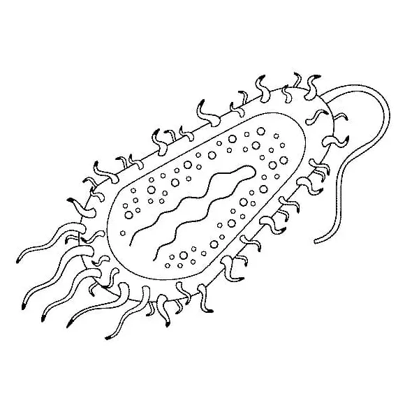 Bacteria cell coloring page download, print or color online for free