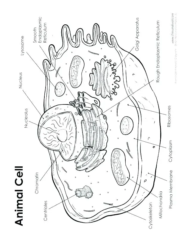 S at getcolorings free printable colorings