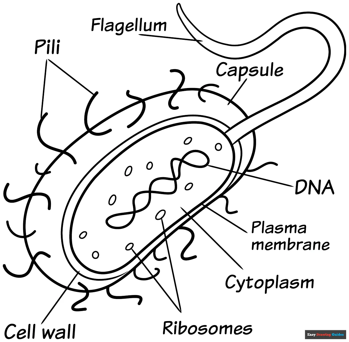 Easy drawing guides printable coloring page