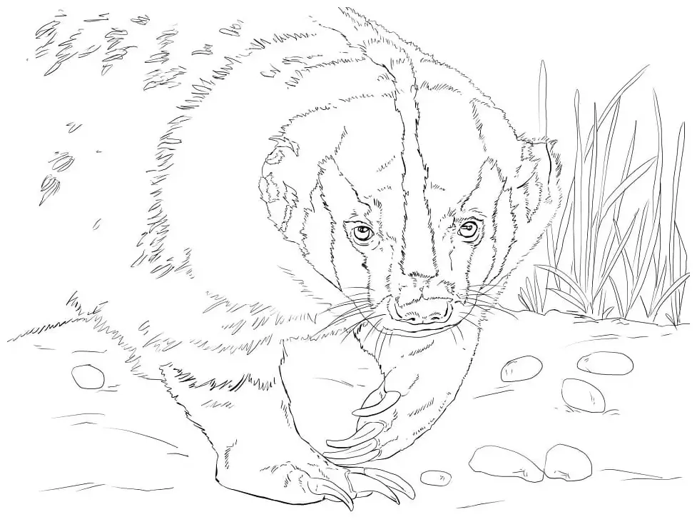 Badger coloring page