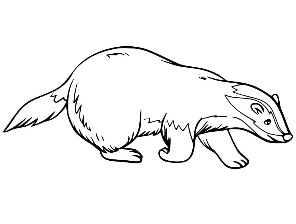 Badger coloring page