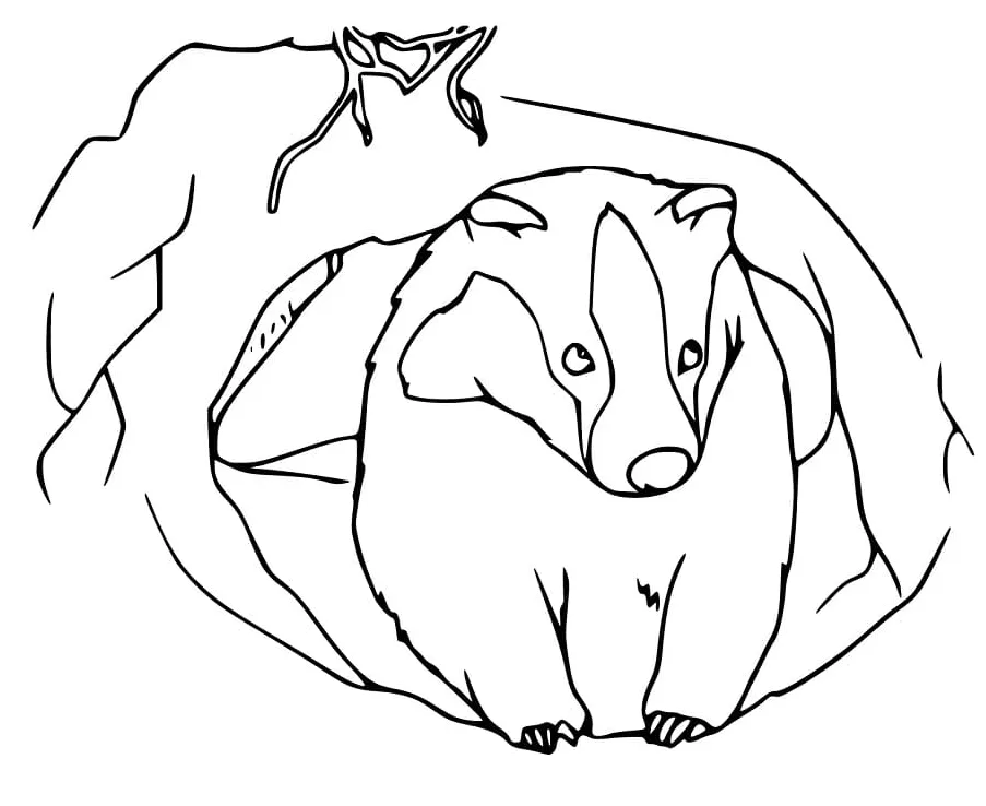 Badger coloring page