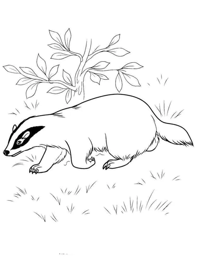 European badger coloring page