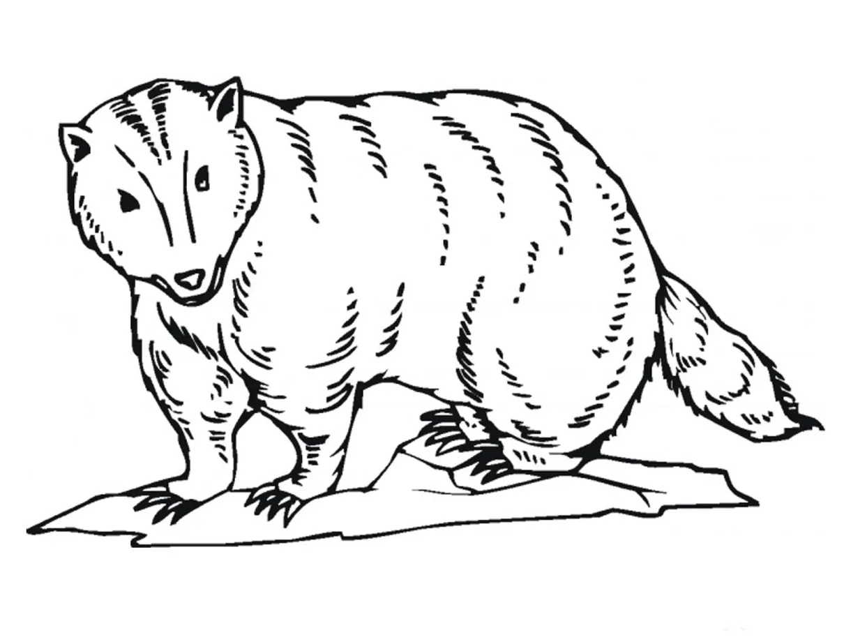 Badger coloring page at getcolorings free printable colorings printable coloring page