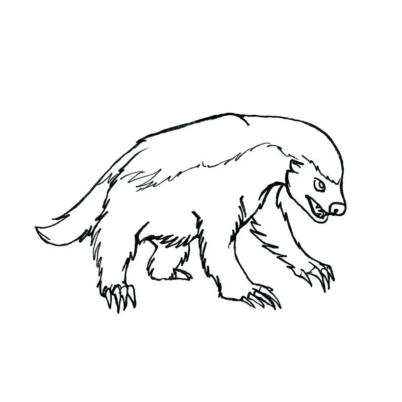 Badger coloring page at getcolorings free printable colorings