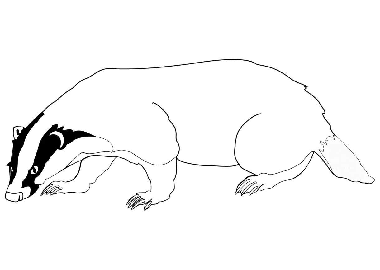 Badger coloring page colouringpages