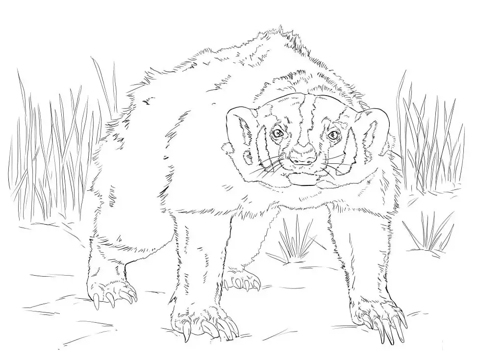 Badger coloring page
