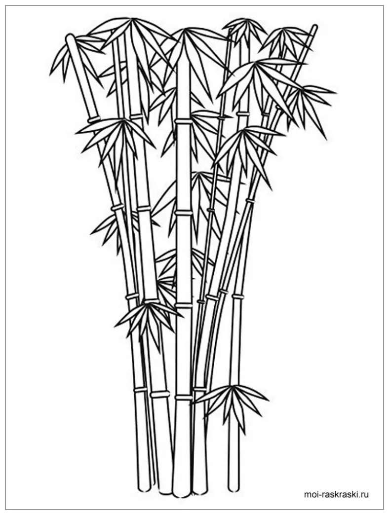 Bamboo coloring pages coloringbay