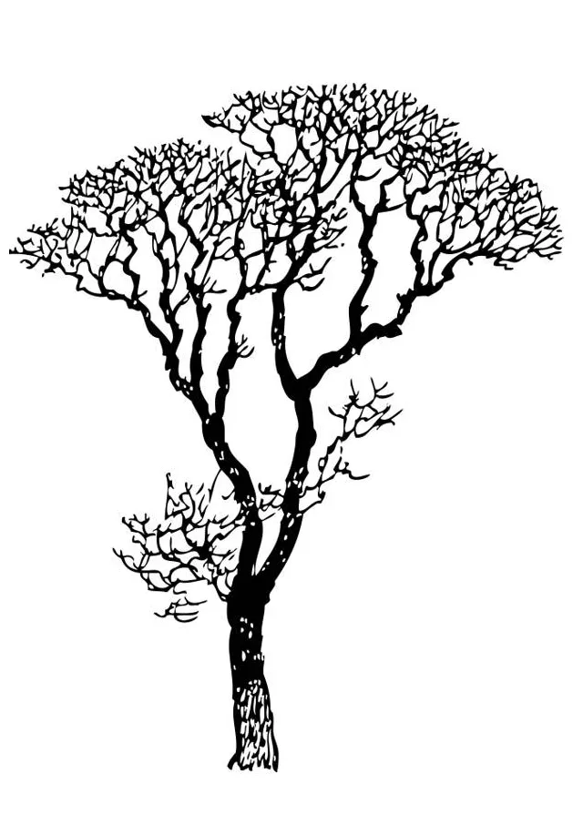Coloring page bare tree free printables img 17318