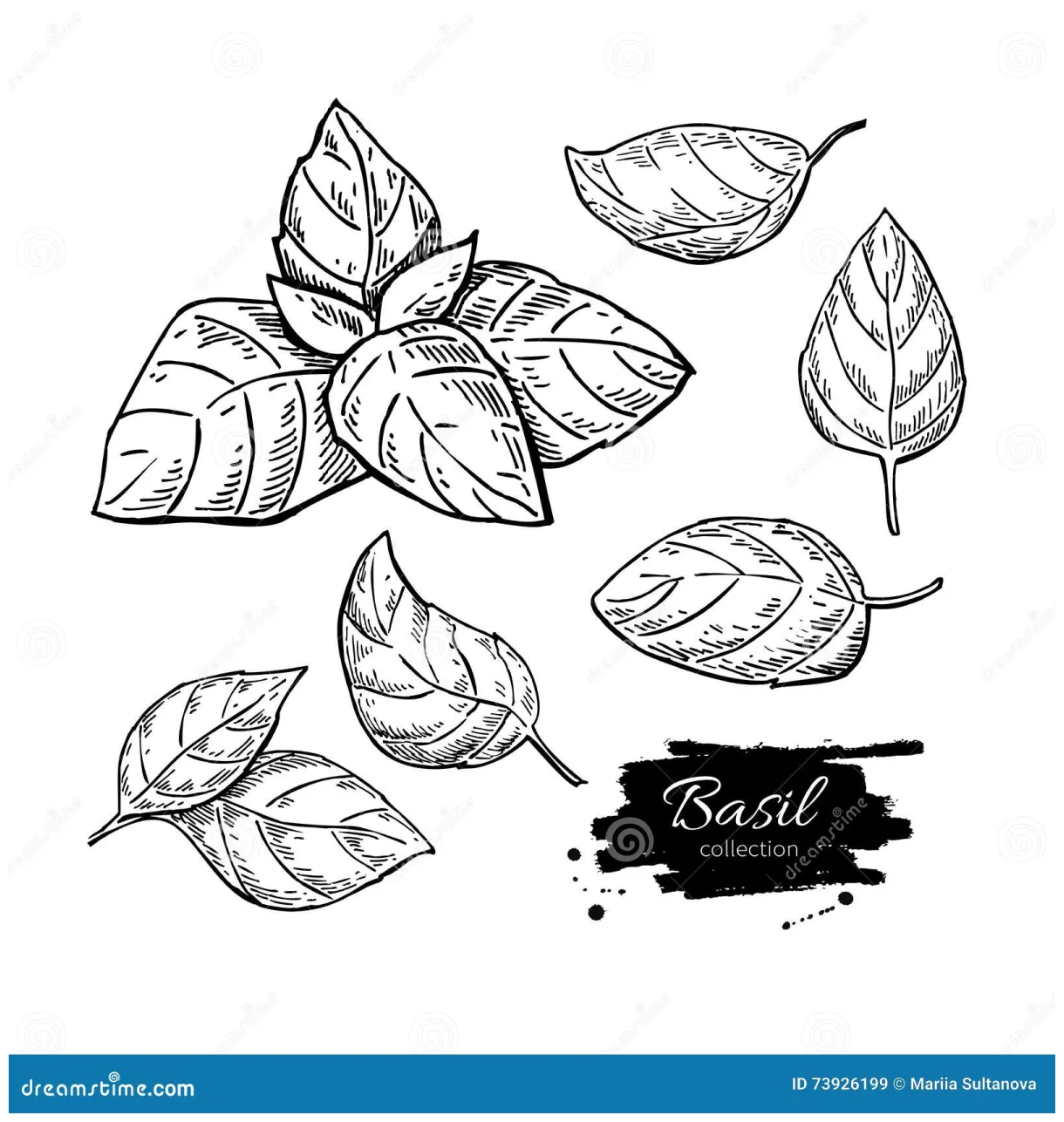 Basil Leaf Coloring Coloring Pages