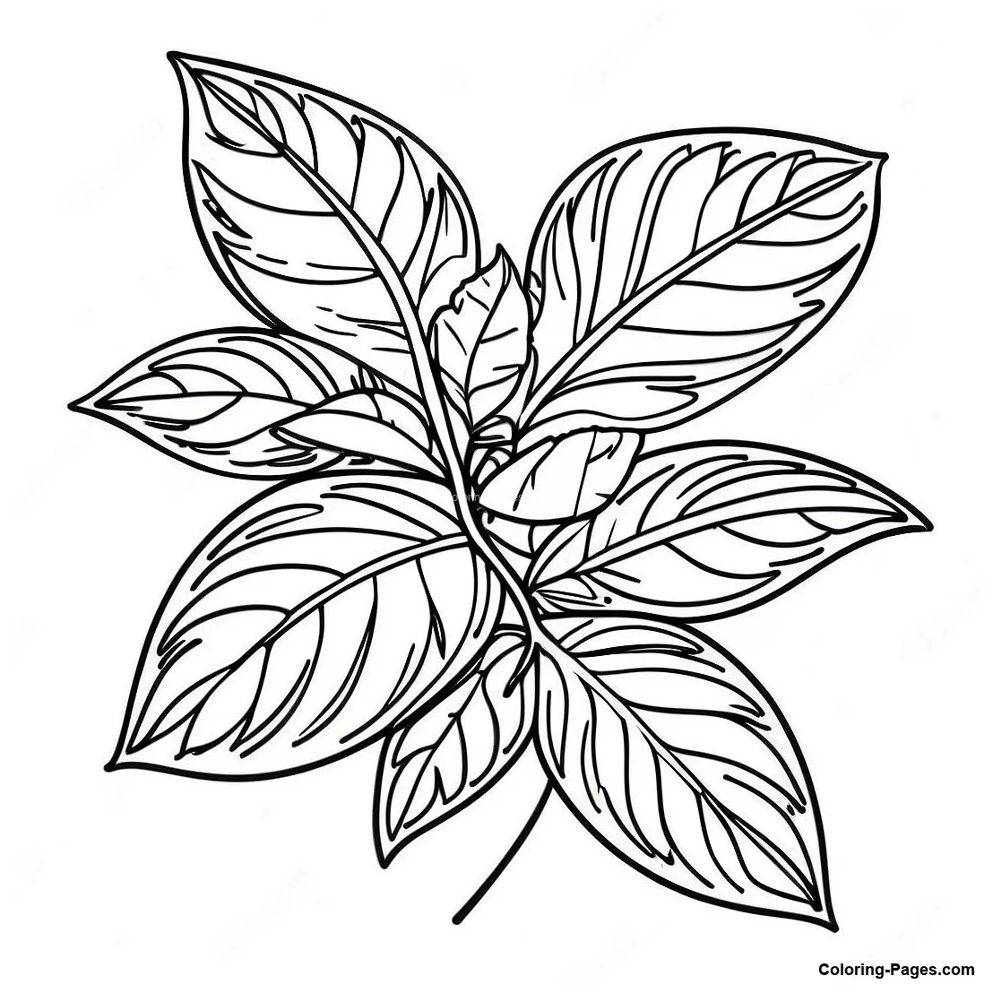 Detailed Basil Leaves Coloring Page | Coloring-Pages.com