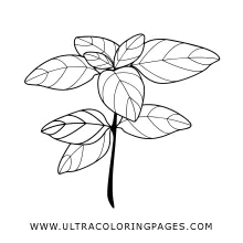 Basil Coloring Page - Ultra Coloring Pages
