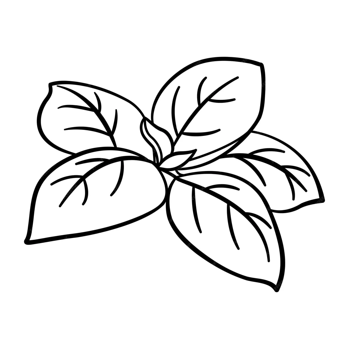 Premium Vector | Fresh Basil Leaves for Coloring Page