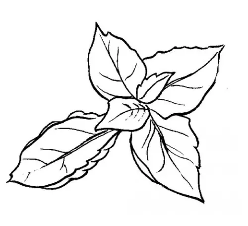 Basil Leaf Coloring Coloring Pages