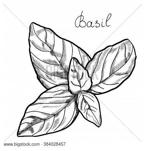 Basil Leaf Coloring Coloring Pages