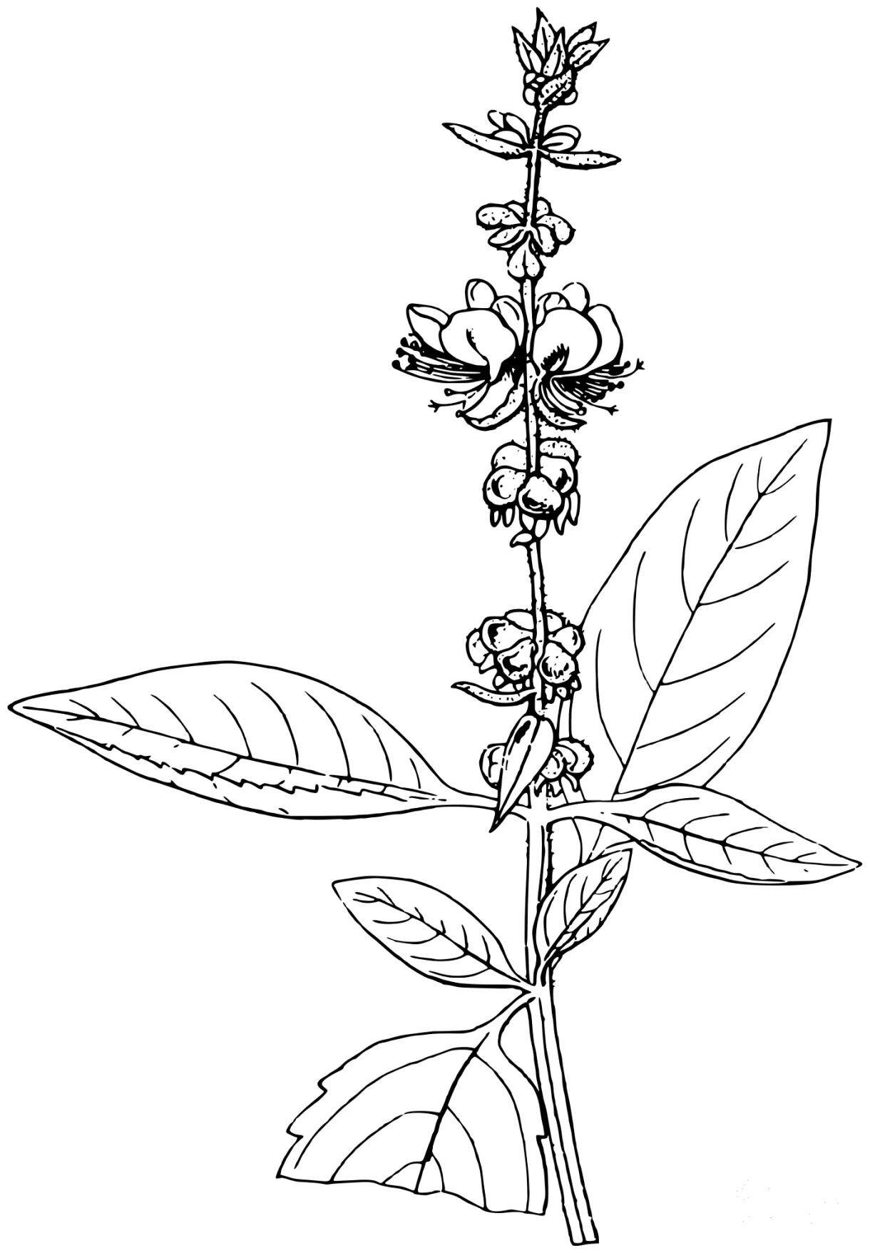 American Basil coloring page - ColouringPages