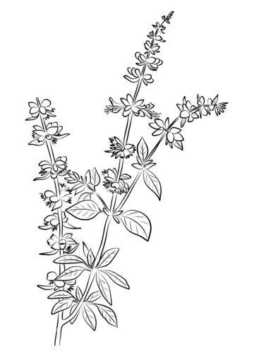 Basil Herb coloring page | Free Printable Coloring Pages