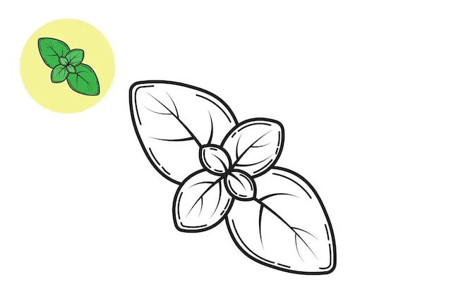 Premium Vector | Coloring Book Basil Leaf