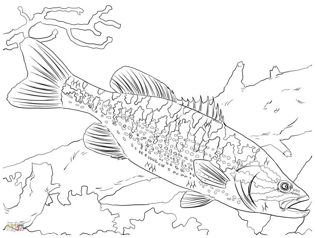 Bass coloring page at getdrawings