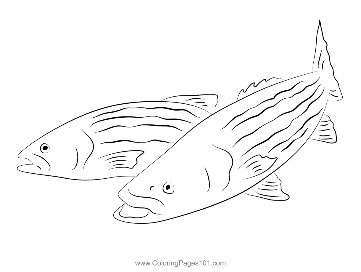Striped bass coloring page for kids free basses printable coloring