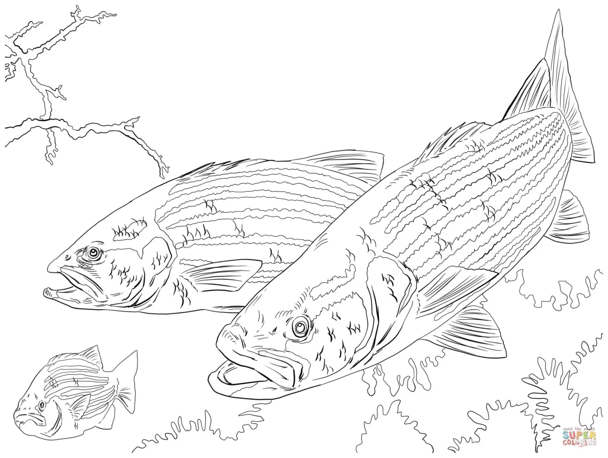 Striped bass coloring page free printable coloring pages