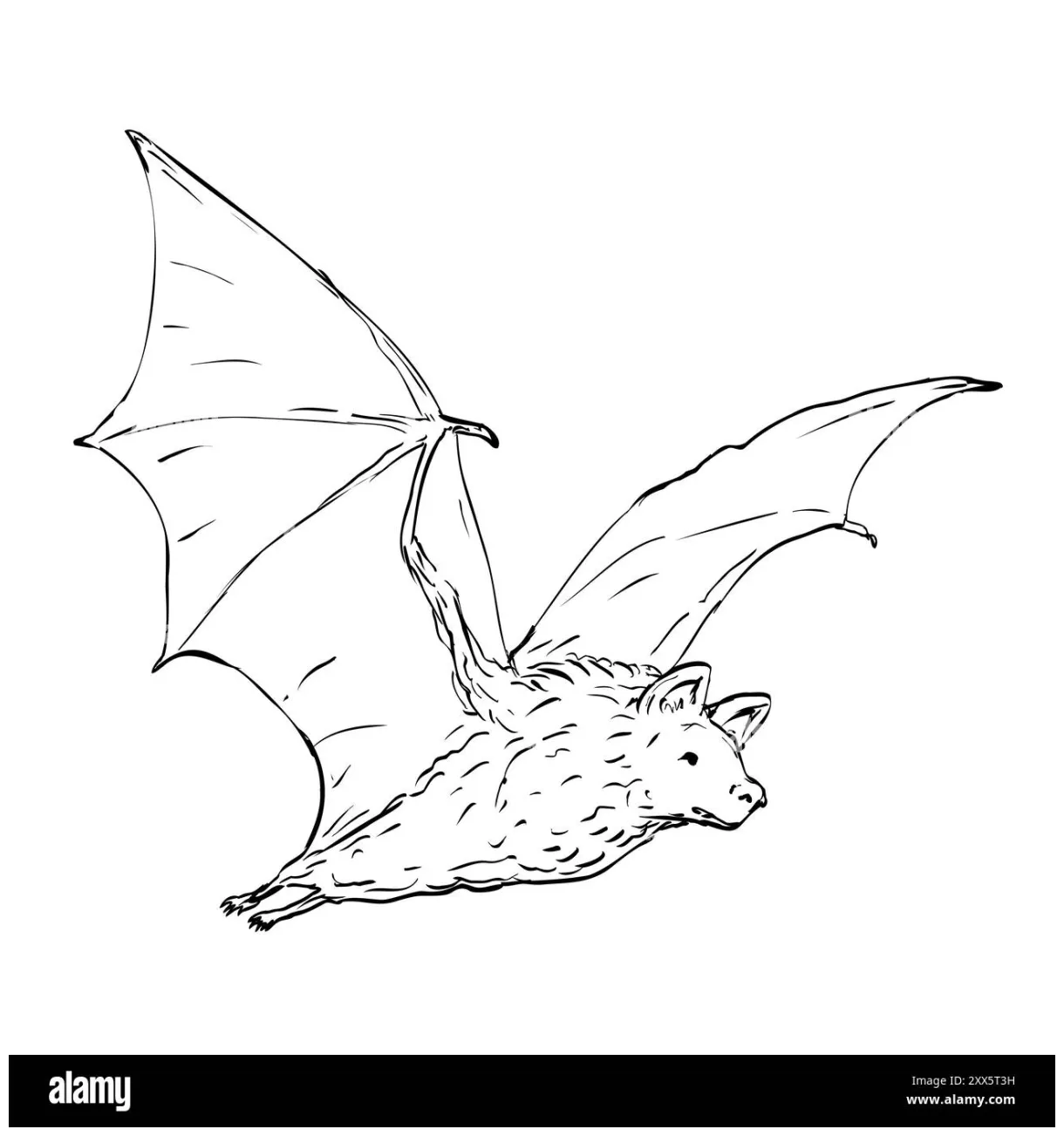 Flying fox bat coloring pages [2025]