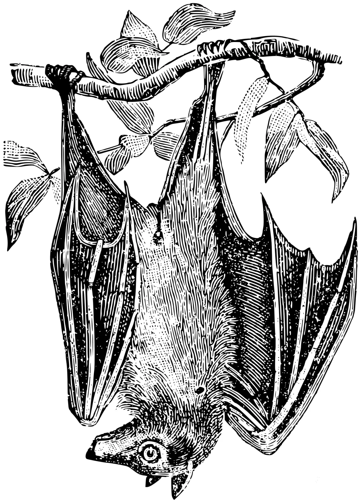 Vintage hanging bat coloring page colouringpages