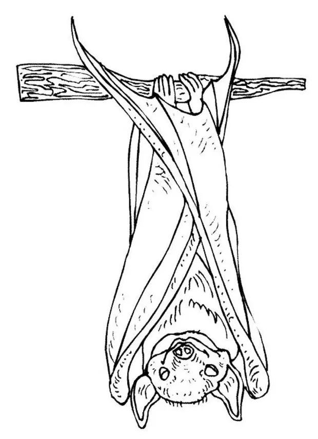 Bats hanging on tree branch coloring page