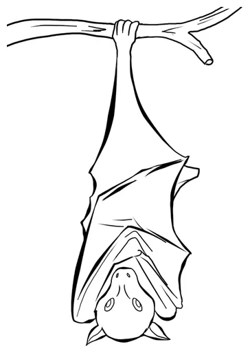 Bat hanging upside down coloring page
