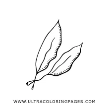 Bay Leaf Coloring Pages For Kids - Free Bay Leaf Coloring Pages To