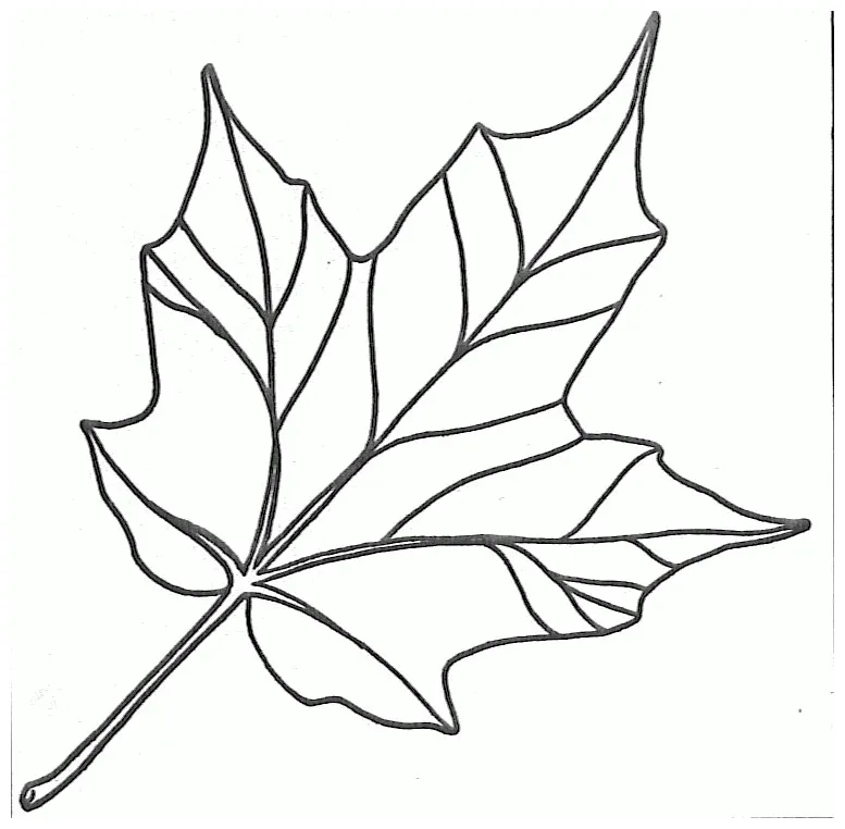 Free Leaf Coloring Book, Download Free Leaf Coloring Book png images