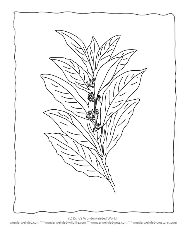 Parts Of A Plant Coloring Page - Coloring Nation