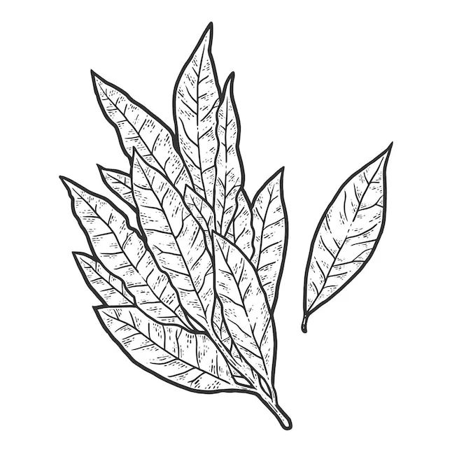 Premium Vector | Fragrant plant bay leaf sketch scratch board imitation